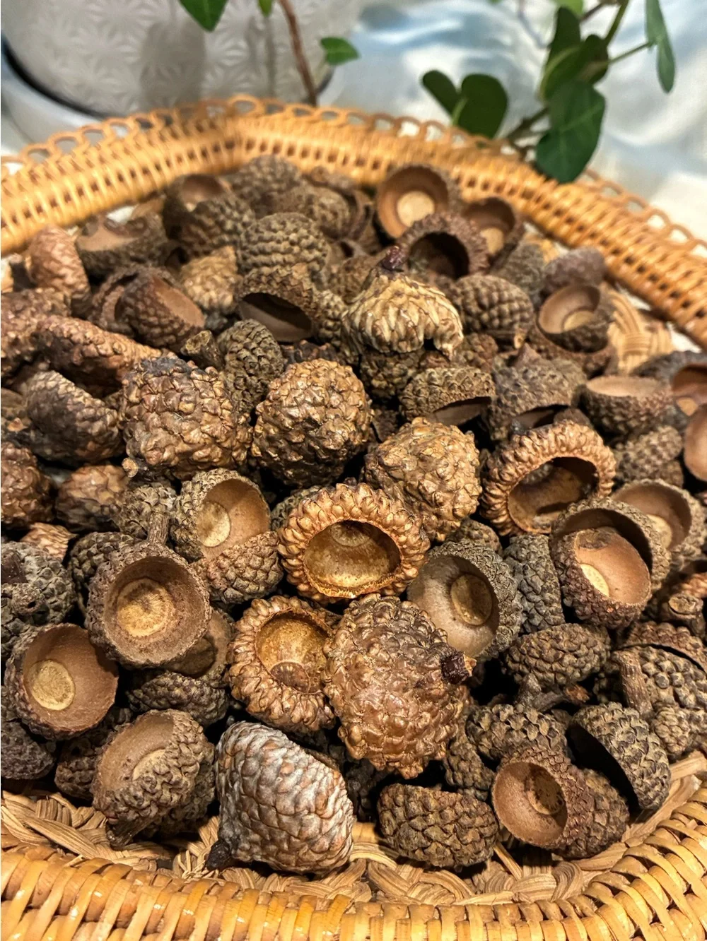 Natural Acorn Caps Lot 200+ Caps for Crafting, Decoration and DIY Projects